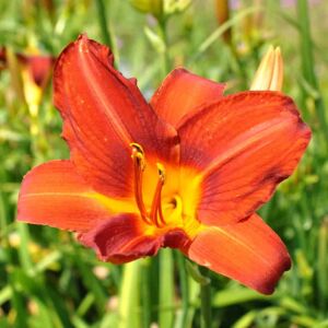 Hemerocallis 'Anzac' ---